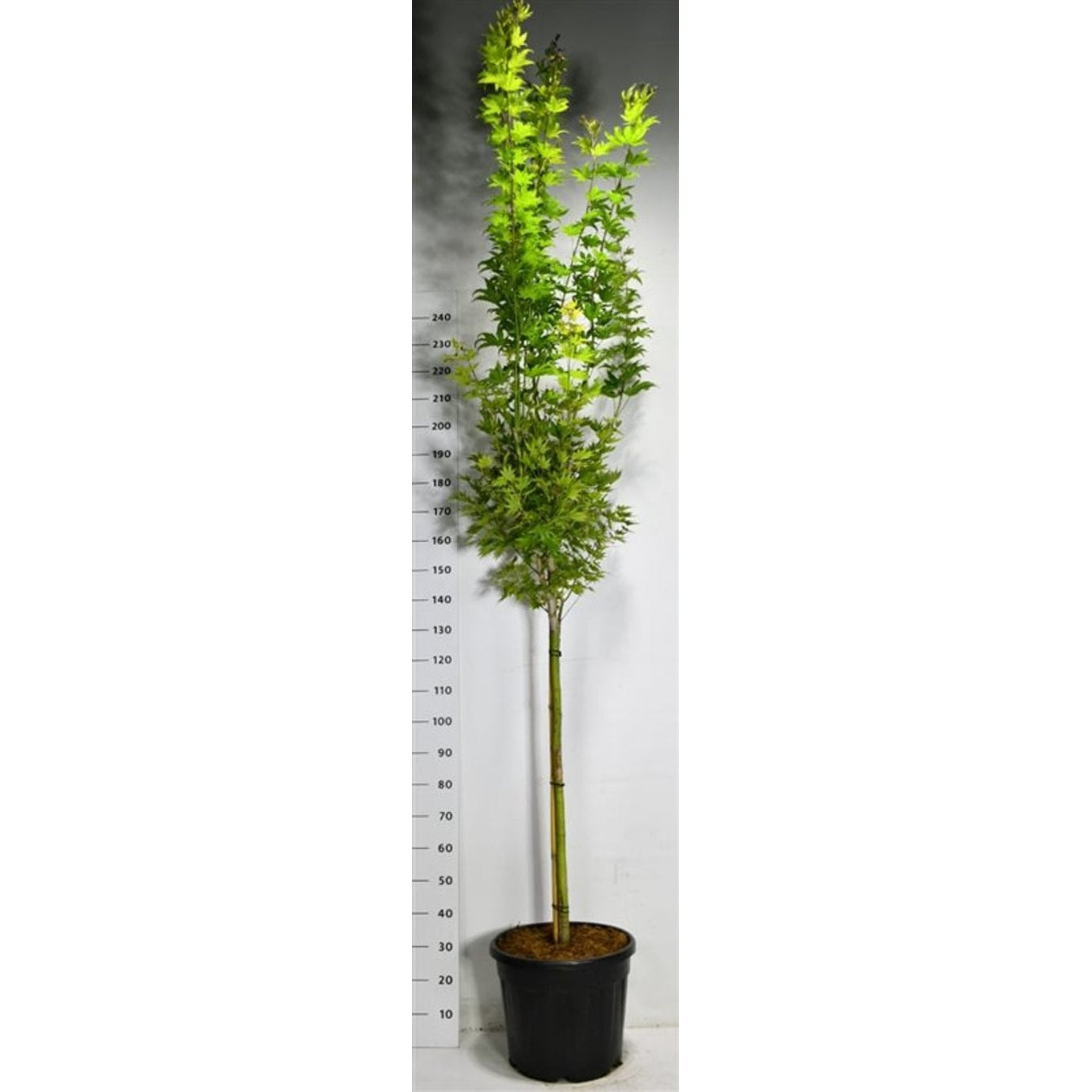 Japansk lönn – Acer shirasawanum 'Jordan' - 90 CM Stem Cont.